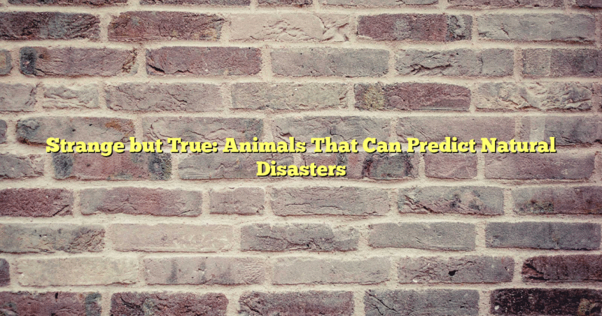 Strange but True: Animals That Can Predict Natural Disasters